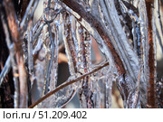 Branches of a plant covered with an ice crust. Frostbite of the plant. Winter and cold. Стоковое фото, фотограф Наталия Кирсанова / Фотобанк Лори