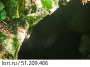Wild cave outside. Web in front of the entrance. Speleology and surveys. Стоковое фото, фотограф Наталия Кирсанова / Фотобанк Лори