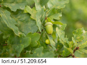 Зелёный жёлудь на ветке. Листья дуба. A green acorn on a branch. Oak leaves. Стоковое фото, фотограф Краснова Ирина / Фотобанк Лори