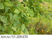 Зелёный жёлудь на ветке. Листья дуба. A green acorn on a branch. Oak leaves. Стоковое фото, фотограф Краснова Ирина / Фотобанк Лори