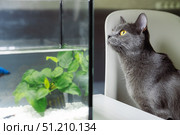 Portrait of a gray cat watching fish in an aquarium in an apartment, close-up. Стоковое фото, фотограф Кашапова Эльвира / Фотобанк Лори