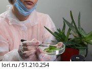 Researcher Examines Aloe Vera in a Laboratory for Potential Applications and Health Benefits. Стоковое фото, фотограф Ольга Коваленко / Фотобанк Лори