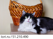 Beautiful Cat Persian breed on the background of the basket. Black and white color, green eyes. Metis. Close-up. Стоковое фото, фотограф Наталья Любина / Фотобанк Лори