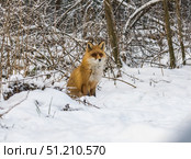 Лисица бродит по снегу в поисках мышей. Стоковое фото, фотограф Александр Подмарёв / Фотобанк Лори