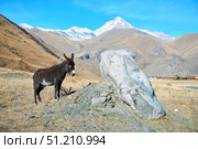 Sno, Georgia. - November 05, 2023: The village of Sno, Stone Heads and a donkey. Sculptor Merab Piranishvili. Редакционное фото, фотограф Наталия Кирсанова / Фотобанк Лори