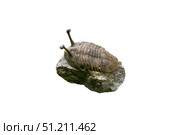 Trilobite fossil with stalked eyes isolated on white background. Стоковое фото, фотограф Евгений Харитонов / Фотобанк Лори