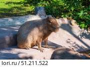 Capybara rests in a zoo enclosure. Стоковое фото, фотограф Евгений Харитонов / Фотобанк Лори