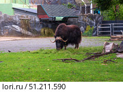Muskox (Ovibos moschatus) in a zoo outdoor. Редакционное фото, фотограф Евгений Харитонов / Фотобанк Лори