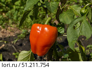Sweet pepper or vegetable pepper thick (Lat. Capsicum annuum subsp. Grossum) is a genus of plants from the Capsiceae tribe of the Solanaceae family. Стоковое фото, фотограф Андрей Жигальцов / Фотобанк Лори