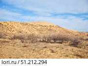 A dry barren desert landscape with rare plants scattered everywhere. The sky is clear and the sun is shining brightly. Стоковое фото, фотограф Наталия Кирсанова / Фотобанк Лори