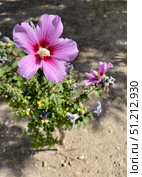 Розовый цветок. Гибискус сирийский (Hibiscus syriacus L.) Стоковое фото, фотограф Щеголева Ольга / Фотобанк Лори