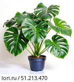 A Lush Green Monstera Deliciosa Plant in a Black Pot Against a White Background. Generative AI. Стоковое AI-изображение, AI-художник Roman Zavorotny / Фотобанк Лори