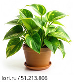 A Lush Green Pothos Plant in a Brown Pot Against a White Background. Generative AI. Стоковое AI-изображение, AI-художник Roman Zavorotny / Фотобанк Лори