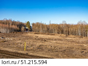 Clear contrast between untouched forest and cleared land. Стоковое фото, фотограф Дмитрий Коростылев / Фотобанк Лори