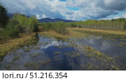 Bog lake landscape with forest. Стоковое видео, видеограф Михаил Коханчиков / Фотобанк Лори
