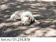 Close-up of a husky dog's head on a blurred background. The dog's fur is white. The dog is sleeping on the ground. Стоковое фото, фотограф Photojuli / Фотобанк Лори