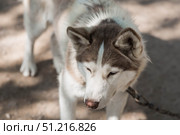 Close-up of a husky dog's head with a blurred background. The dog's fur is gray-brown. The dog is looking directly at the camera. Стоковое фото, фотограф Photojuli / Фотобанк Лори