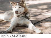 Close-up of a husky dog's head with a blurred background. The dog's fur is gray-brown. The dog is looking directly at the camera. Стоковое фото, фотограф Photojuli / Фотобанк Лори