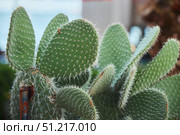 Prickly Pear Is A Plant. A genus of plants in the Cactus family. Стоковое фото, фотограф Наталия Кирсанова / Фотобанк Лори
