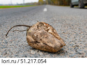 Sugar beets lying on the road. Стоковое фото, фотограф Siarhei Starastau / Фотобанк Лори