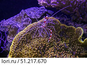 Krill in the Red Sea. Ofer Zidon / Stocktrek Images/TASS. Стоковое фото, агентство ТАСС / Фотобанк Лори