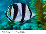 Close-up of a Banded Butterflyfish. Michael Wood/Stocktrek Images/TASS. Стоковое фото, агентство ТАСС / Фотобанк Лори