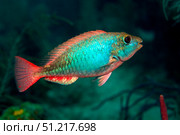 A Redband Parrotfish floats motionless off the coast of Key Largo, Florida. Michael Wood/Stocktrek Images/TASS. Стоковое фото, агентство ТАСС / Фотобанк Лори
