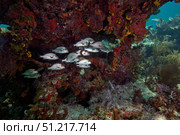 School of Gray Snapper amongst a colorful reef. Michael Wood/Stocktrek Images/TASS. Стоковое фото, агентство ТАСС / Фотобанк Лори
