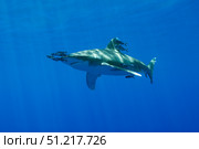 Pilot fish swiming with an oceanic whitetip shark, Red Sea, Egypt. VW Pics/Stocktrek Images/TASS. Стоковое фото, агентство ТАСС / Фотобанк Лори