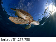 Green sea turtle (Chelonia mydas) in Akumal bay, Mexico. VW Pics/Stocktrek Images/TASS. Стоковое фото, агентство ТАСС / Фотобанк Лори