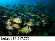 Schooling porkfish, white margate and blue striped grunts in Caribbean Sea. VW Pics/Stocktrek Images/TASS. Стоковое фото, агентство ТАСС / Фотобанк Лори