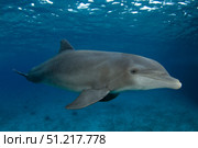 Bottlenose dolphin (Tursiops truncatus), Cozumel, Mexico. VW Pics/Stocktrek Images/TASS. Стоковое фото, агентство ТАСС / Фотобанк Лори