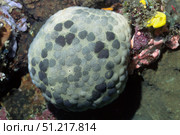 Cushion star (Culcita novaeguieae), Solomon Islands. VW Pics/Stocktrek Images/TASS. Стоковое фото, агентство ТАСС / Фотобанк Лори