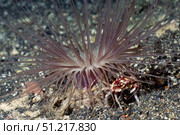 Harlequin swimming crab lives with tube-dwelling anemone, Solomon Islands. VW Pics/Stocktrek Images/TASS. Стоковое фото, агентство ТАСС / Фотобанк Лори