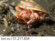 Anemone hermit crab carries symbiotic anemones on it's shell for protection. VW Pics/Stocktrek Images/TASS. Стоковое фото, агентство ТАСС / Фотобанк Лори