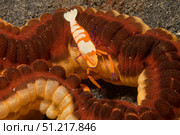Emperor shrimp lives on a sea cucumber, Lembeh Strait, Indonesia. VW Pics/Stocktrek Images/TASS. Стоковое фото, агентство ТАСС / Фотобанк Лори