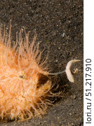 Close-up of a hairy striped frogfish with worm-like lure extended to attract prey. VW Pics/Stocktrek Images/TASS. Стоковое фото, агентство ТАСС / Фотобанк Лори