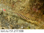 Ringed pipefish carries its eggs pasted to it's belly, Lembeh Strait, Indonesia. VW Pics/Stocktrek Images/TASS. Стоковое фото, агентство ТАСС / Фотобанк Лори
