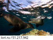 California sea lions playing at surface near La Paz, Baja California Sur. VW Pics/Stocktrek Images/TASS. Стоковое фото, агентство ТАСС / Фотобанк Лори