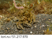 Decorator crab covered in debris, Lembeh Strait, Indonesia. VW Pics/Stocktrek Images/TASS. Стоковое фото, агентство ТАСС / Фотобанк Лори