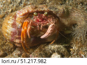 Anemone hermit crab carries aea anemone on it's shell, Lembeh Strait, Indonesia. VW Pics/Stocktrek Images/TASS. Стоковое фото, агентство ТАСС / Фотобанк Лори
