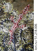 Ornate ghost pipefish hides in a feather star, Lembeh Strait, Indonesia. VW Pics/Stocktrek Images/TASS. Стоковое фото, агентство ТАСС / Фотобанк Лори