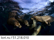 California sea lions playing at surface near La Paz, Baja California Sur. VW Pics/Stocktrek Images/TASS. Стоковое фото, агентство ТАСС / Фотобанк Лори