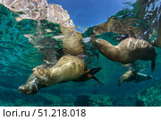 California sea lions playing at surface near La Paz, Baja California Sur. VW Pics/Stocktrek Images/TASS. Стоковое фото, агентство ТАСС / Фотобанк Лори