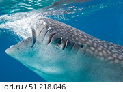 An injured whale shark feeding in the waters of Oslob, Philippines VW Pics/Stocktrek Images/TASS. Стоковое фото, агентство ТАСС / Фотобанк Лори