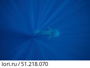 A whale shark swimming in the deep blue waters of Sogod bay, Southern Leyte, Philippines. VW Pics/Stocktrek Images/TASS. Стоковое фото, агентство ТАСС / Фотобанк Лори