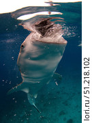 Whale shark feeding in the Bohol Sea, Philippines VW Pics/Stocktrek Images/TASS. Стоковое фото, агентство ТАСС / Фотобанк Лори
