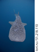 A whale shark swimming in the blue water of the Bohol Sea, Philippines. VW Pics/Stocktrek Images/TASS. Стоковое фото, агентство ТАСС / Фотобанк Лори