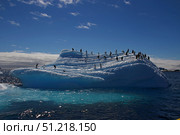 Chinstrap penguins on an iceberg near Aitcho Islands, Antarctic Peninsula. Ofer Zidon / Stocktrek Images/TASS. Стоковое фото, агентство ТАСС / Фотобанк Лори