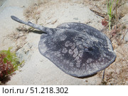 Spotted stingaree (Urolophus gigas), Blairgowrie, Australia. VW Pics/Stocktrek Images/TASS. Стоковое фото, агентство ТАСС / Фотобанк Лори